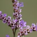 معرفی و راهنمای پرورش گیاهان زینتی - استاتیس دائمی